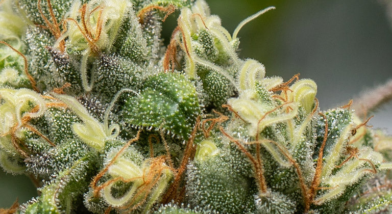Hvad er terpener? Guide til aroma, duft og strainprofiler