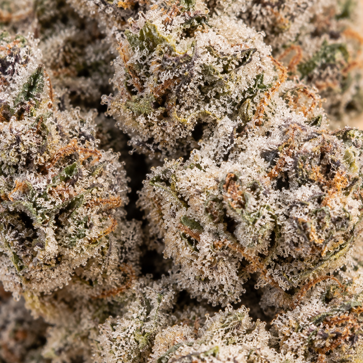 LA Runtz | 25% THCA