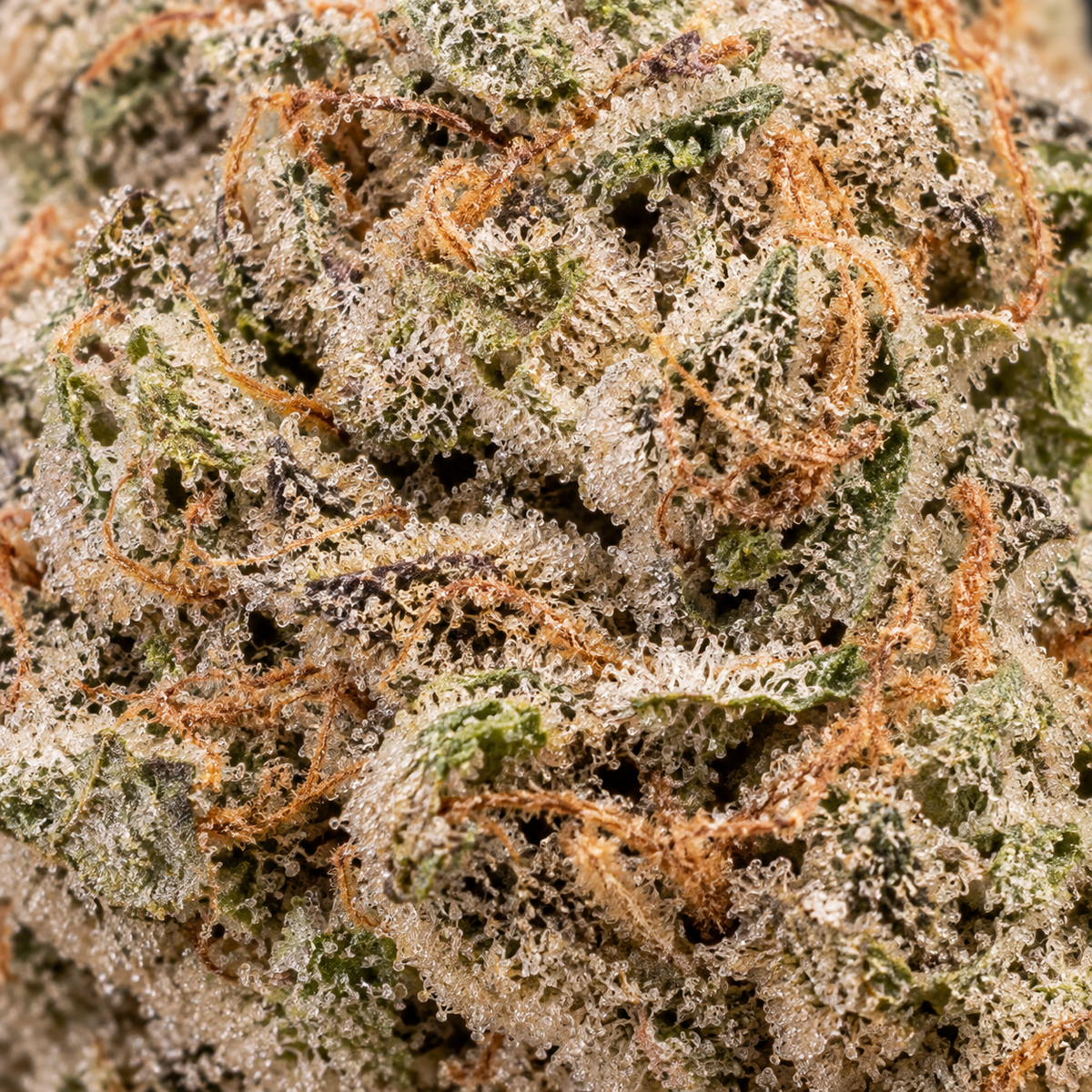 N*1 Sativa | 23% THCA