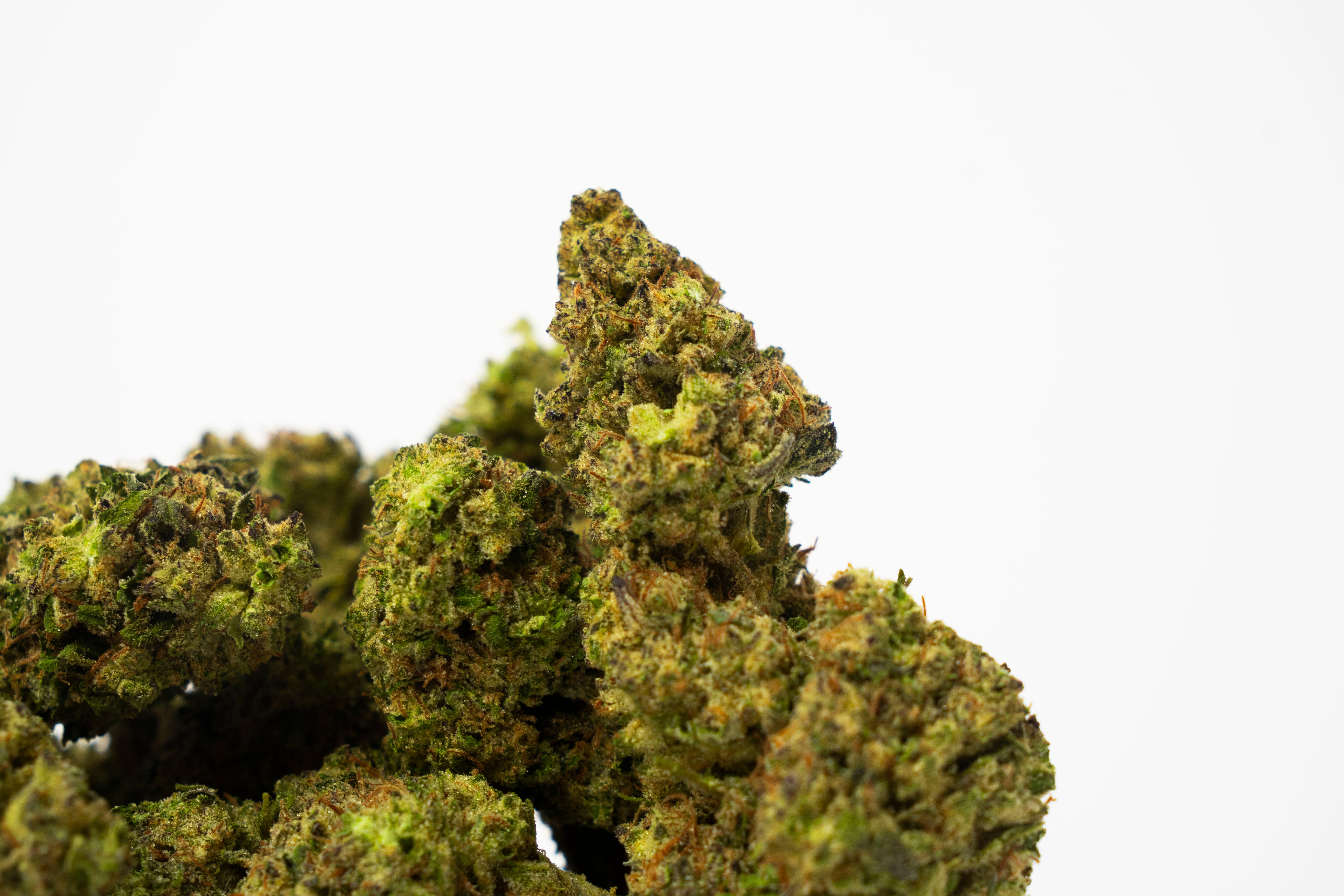 24% THCA Topskud | Hash Burger 24% THCA | WEEDSTOP