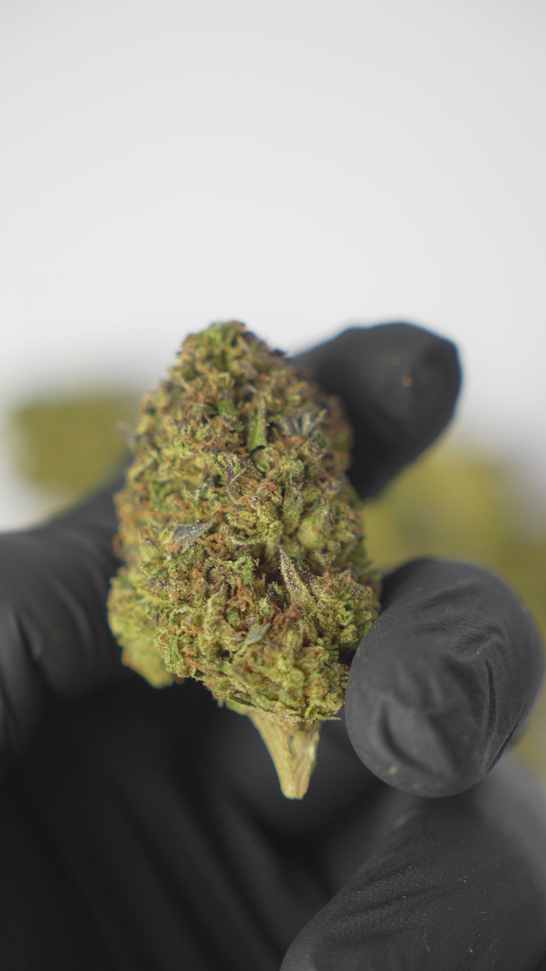 28% THCA Topskud DK | Ice Cream Cake 28% THCa | WEEDSTOP