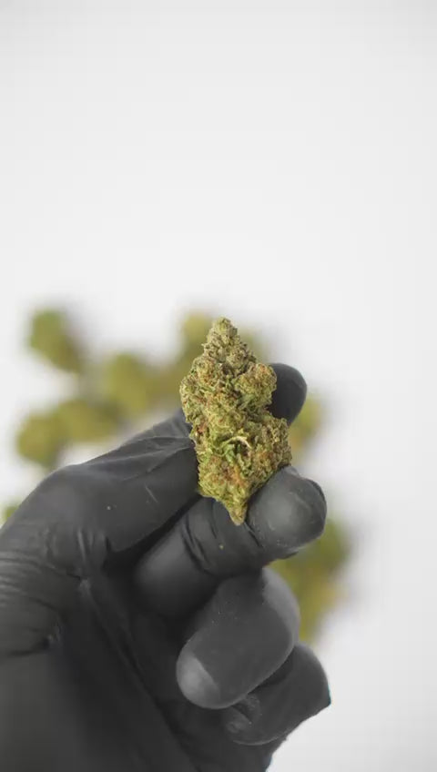 24% THCA Topskud | Hash Burger 24% THCA | WEEDSTOP